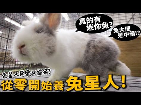 兔子飼養空間|【新手必看】養兔子要注意什麼？8個兔奴的注意事項